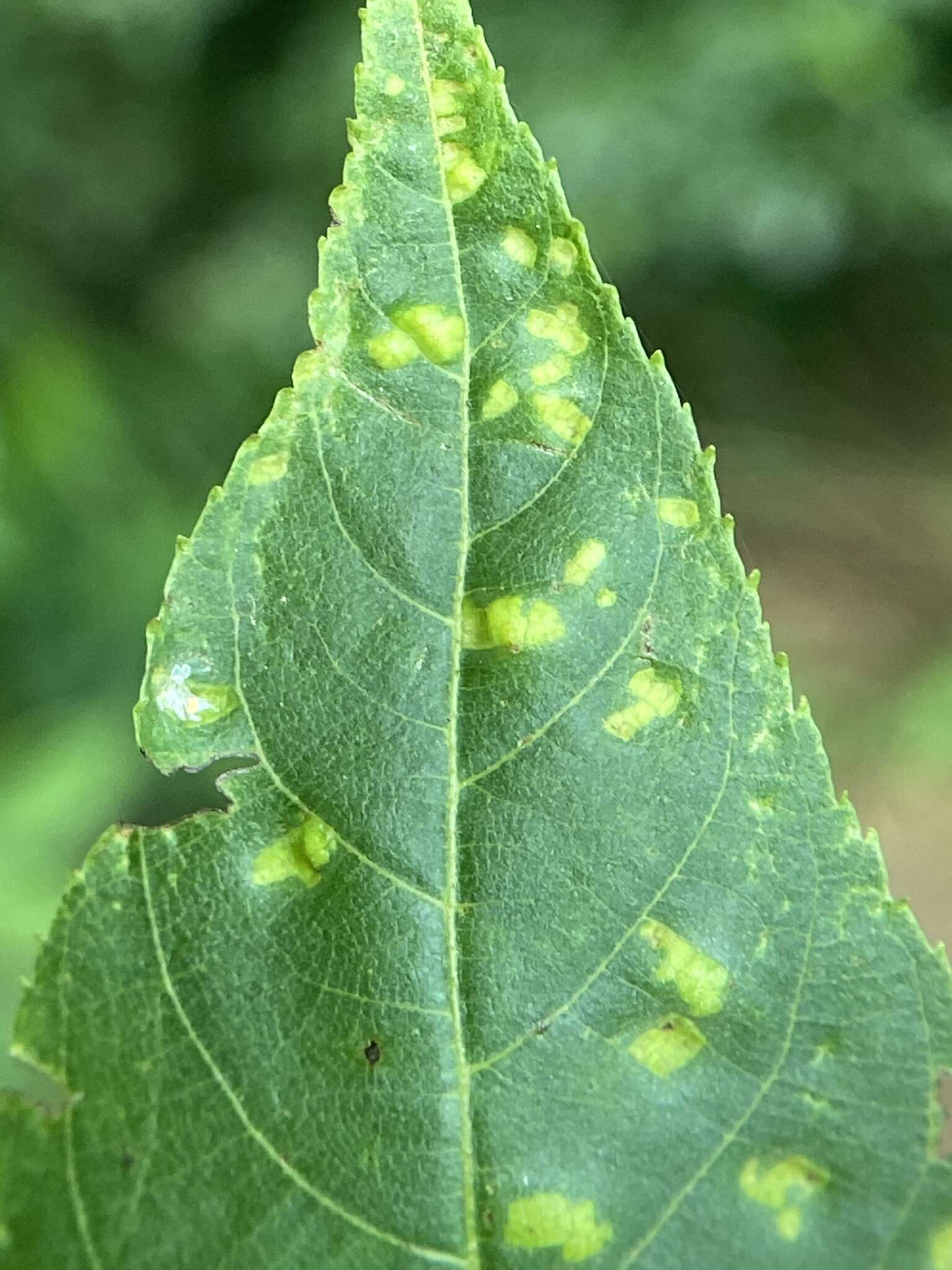 Imagem de Pseudomicrostroma juglandis (Bérenger) Kijporn. & Aime 2017