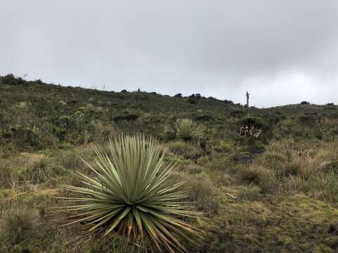 Puya goudotiana Mez的圖片