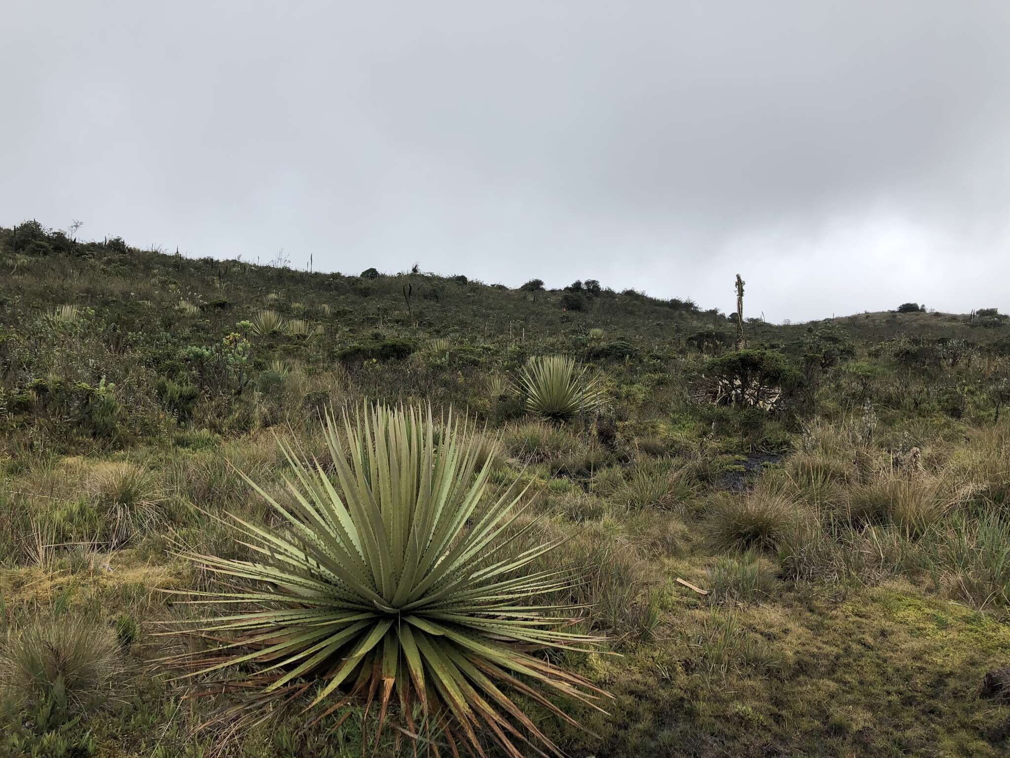 Puya goudotiana Mez的圖片