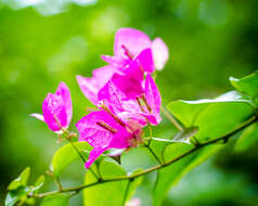 Image of bougainvillea