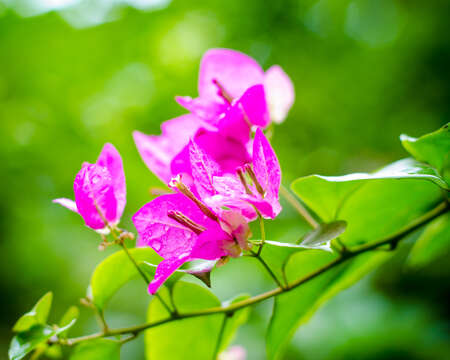 Слика од Bougainvillea