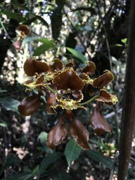 Image of Cyrtochilum baldeviamae (Rchb. fil.) Kraenzl.