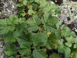 Image of Ribes fragrans Pall.