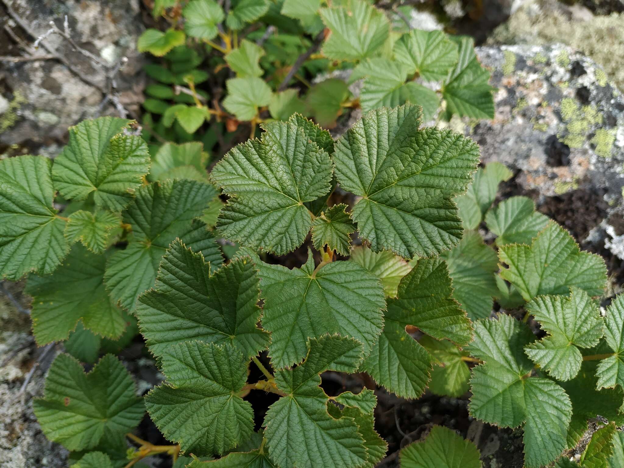 Image of Ribes fragrans Pall.