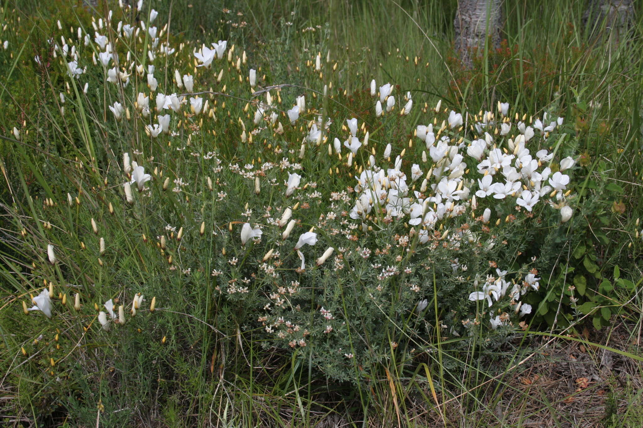 Image of Linum suffruticosum L.