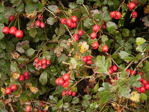 Imagem de Crataegus laevigata (Poir.) DC.