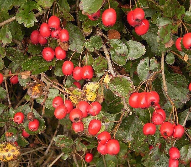 Image of Midland Hawthorn