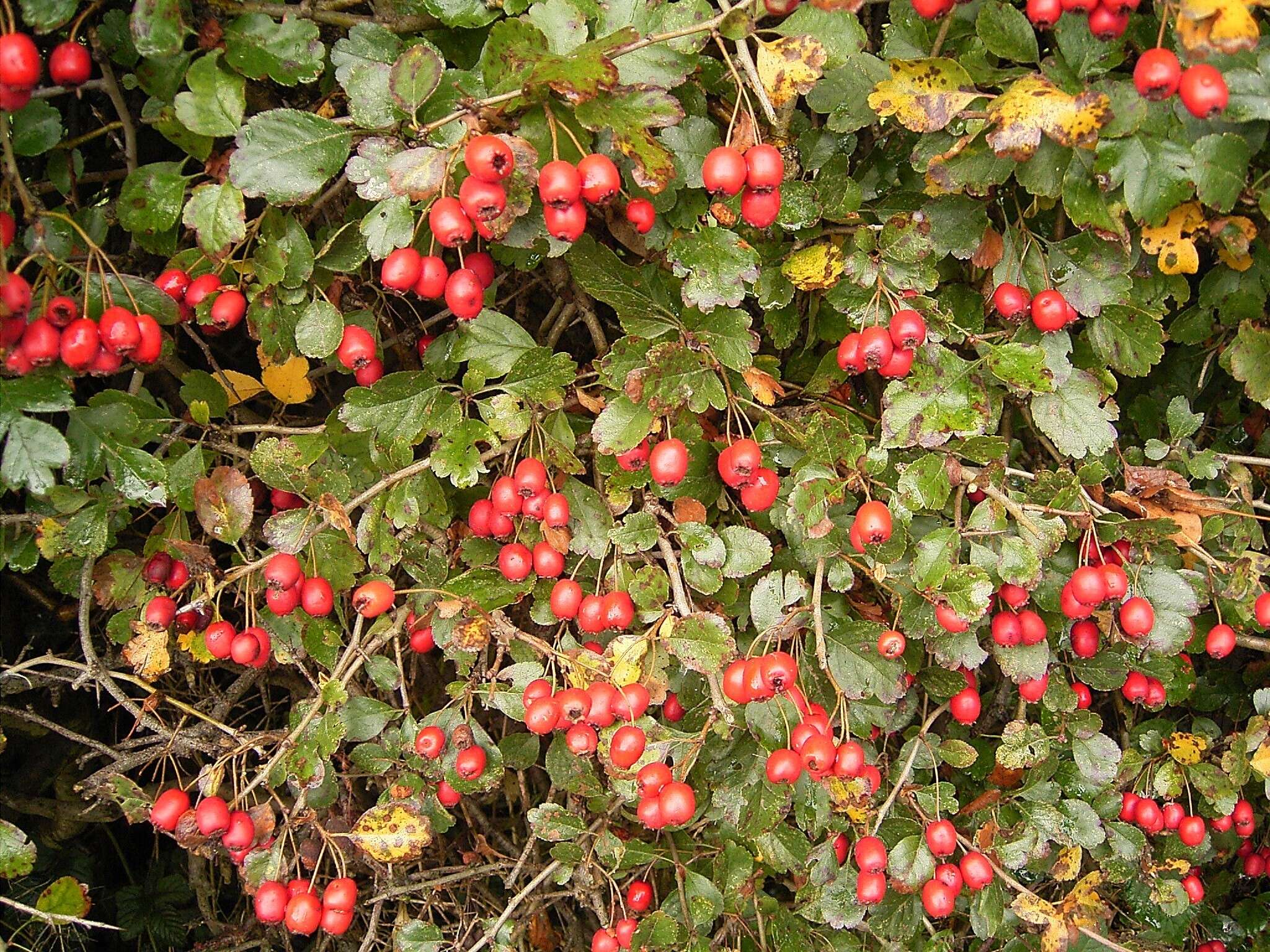 Image of Midland Hawthorn