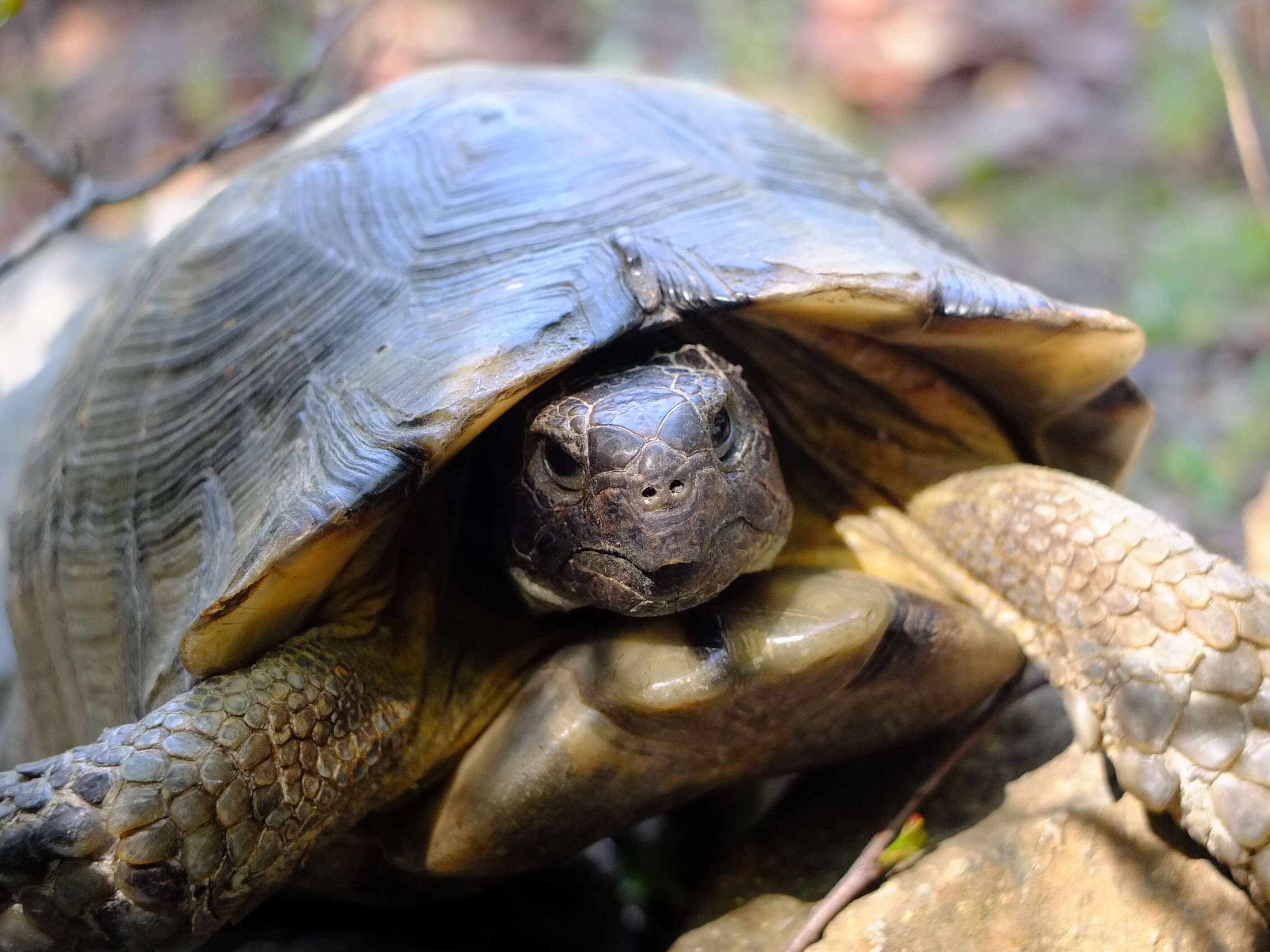 Image of Marginated Tortoise