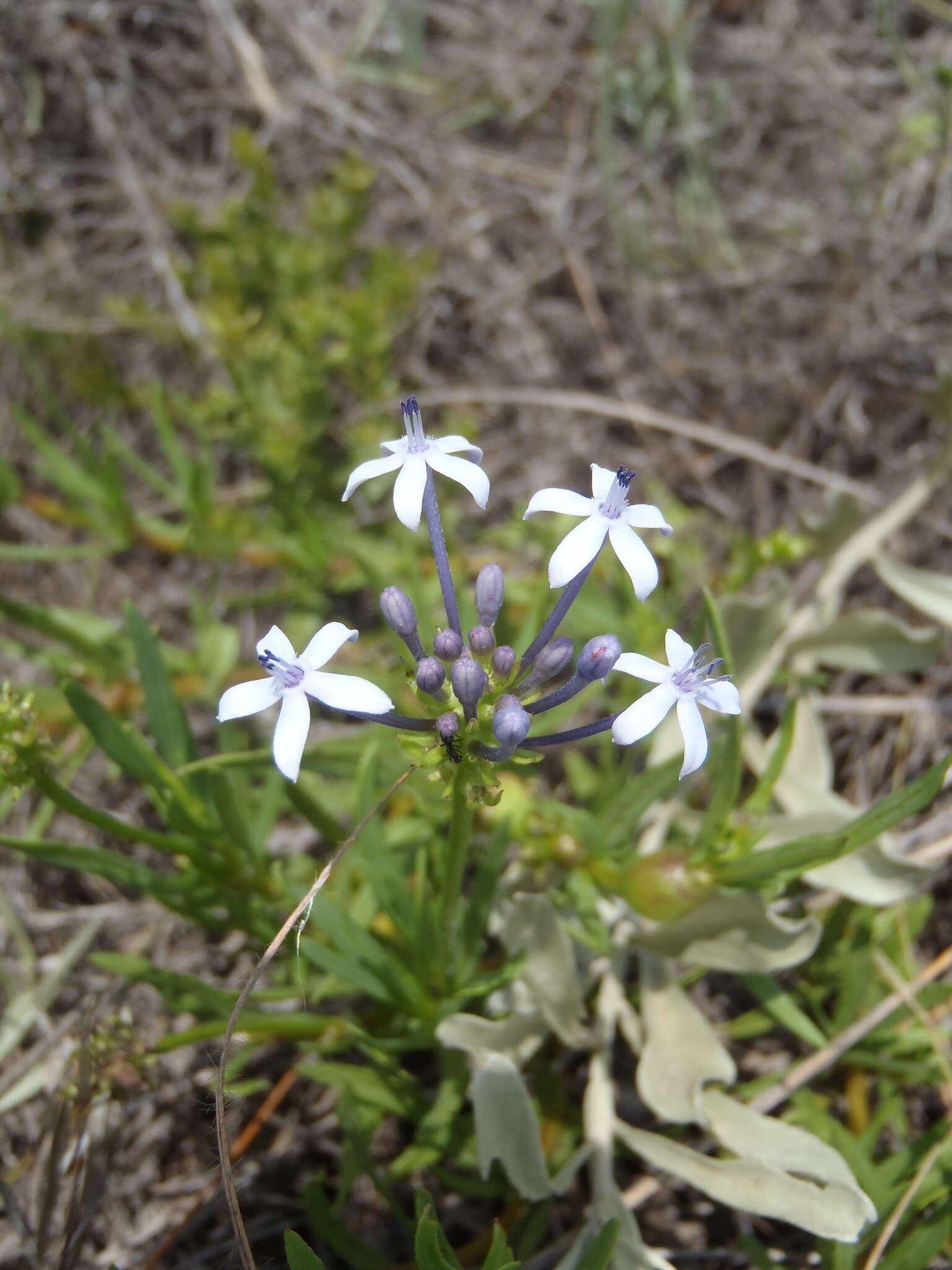 Image of Pentanisia angustifolia (Hochst.) Hochst.