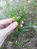 Image of evening primrose