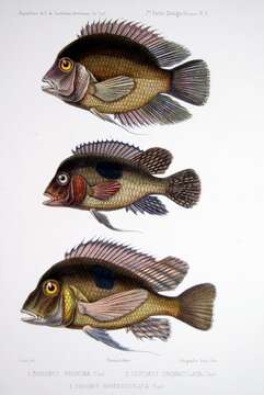 Image of Pearl cichlid