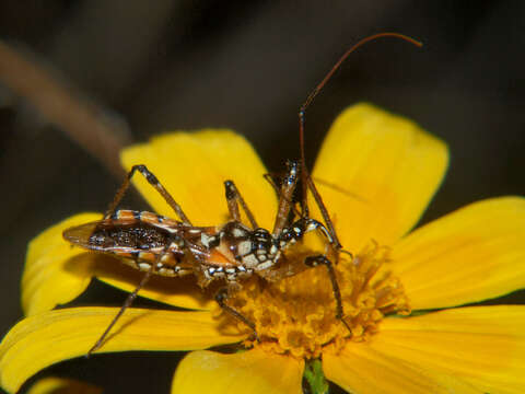 Cosmolestes pictus (Klug 1830) resmi