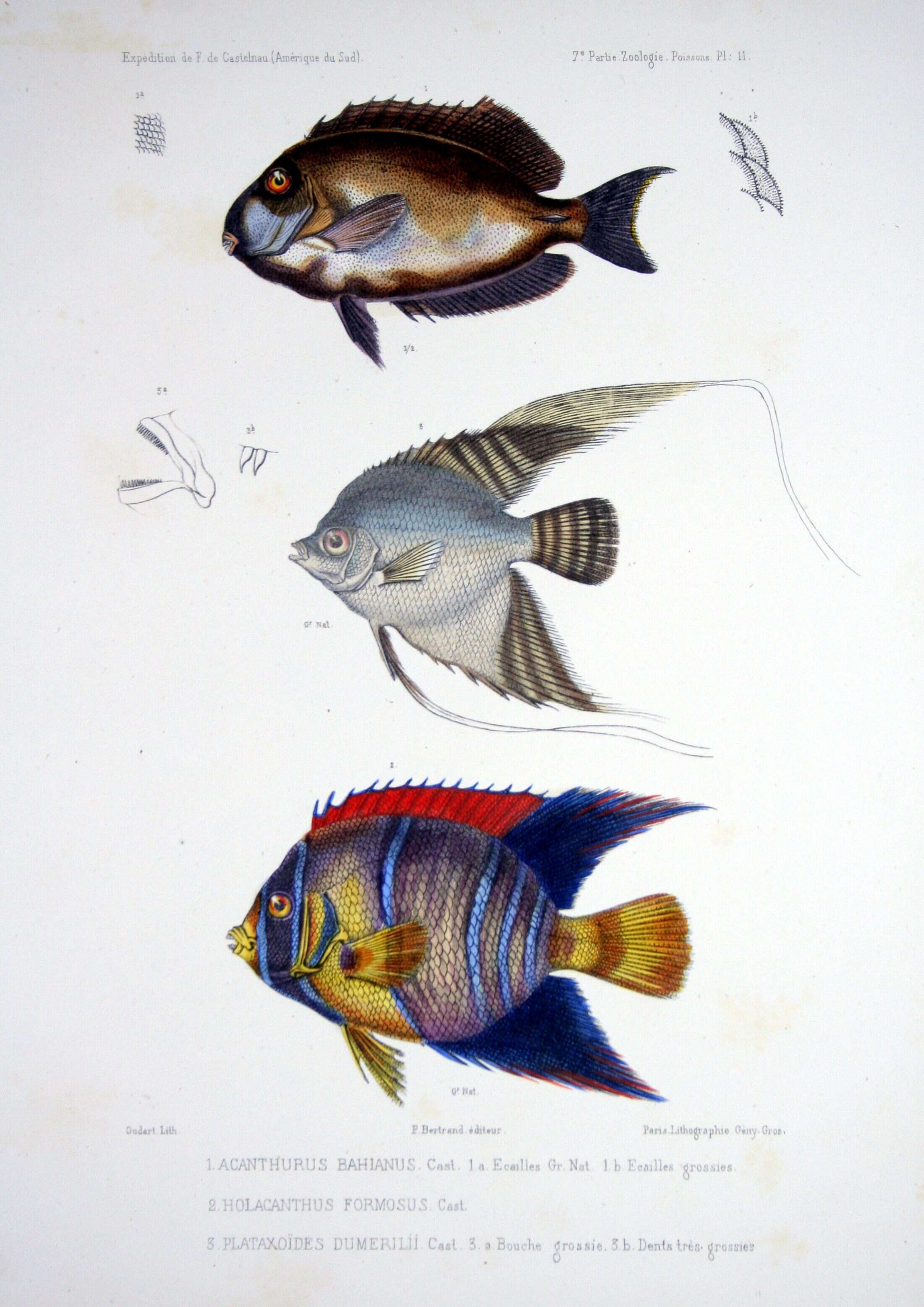 Imagem de Acanthurus bahianus Castelnau 1855