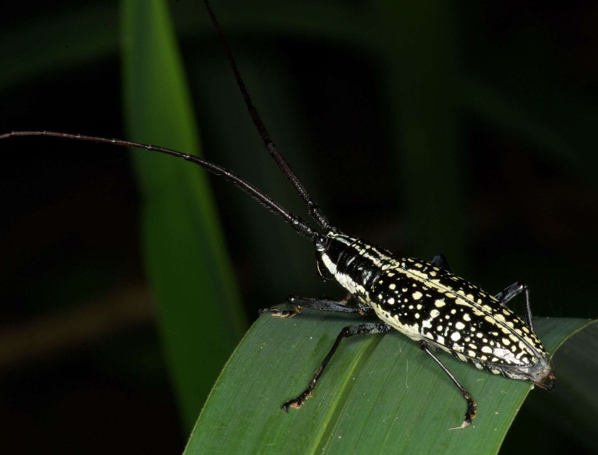 Image of Ptychodes taeniotoides Thomson 1865