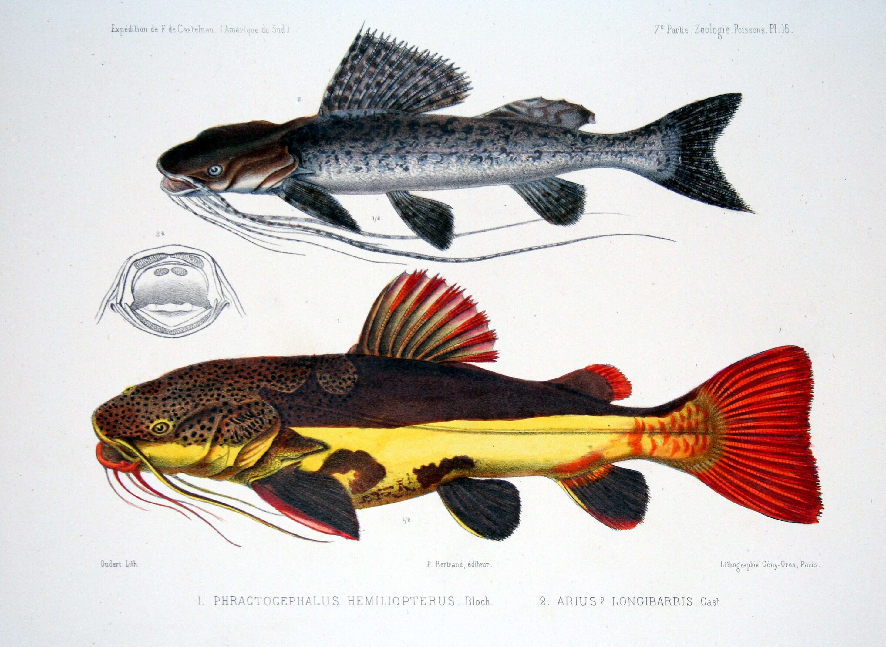 Image of Leiarius longibarbis (Castelnau 1855)