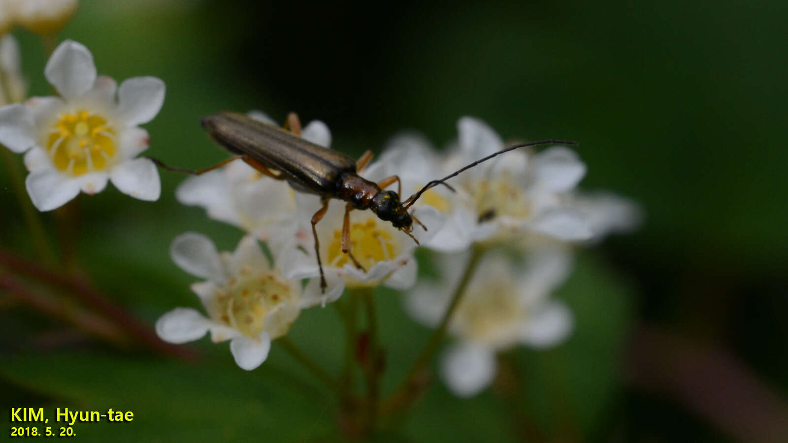 Image of <i>Oedemera amurensis</i>