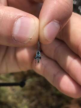 Image of Subarctic Bluet