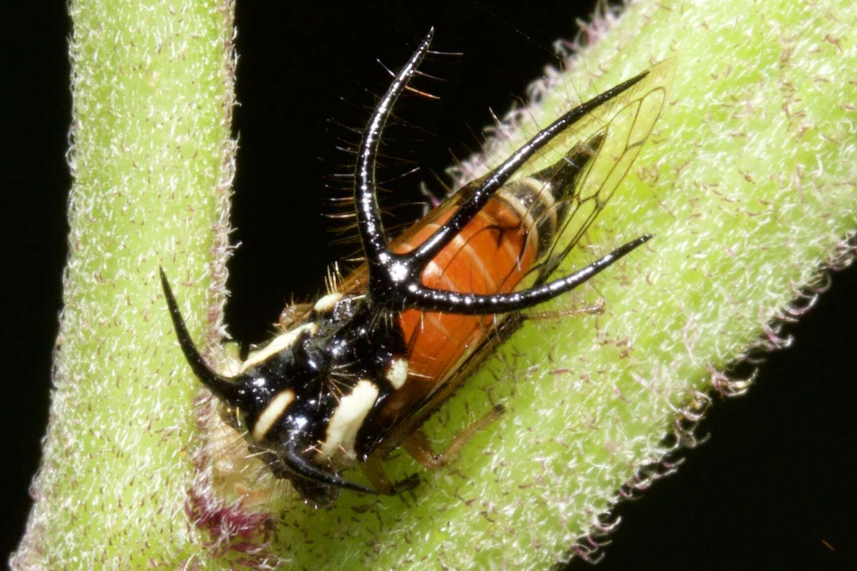 Image of Cyphonia trifida Fabricius