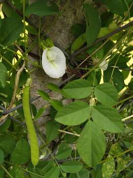 Image of Clitoria ternatea var. ternatea