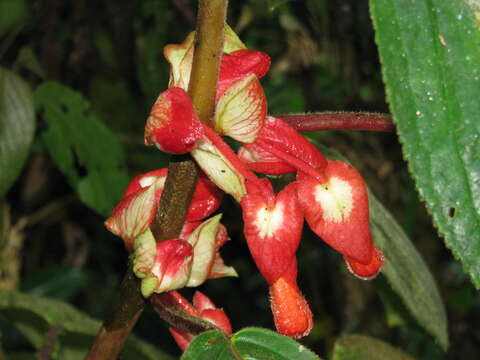 Image of Glossoloma oblongicalyx (J. L. Clark & L. E. Skog) J. L. Clark