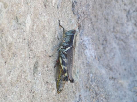 Image of Melanoplus eumera Hebard 1920