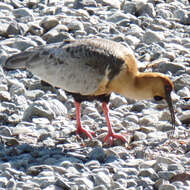 Image of Black-faced Ibis