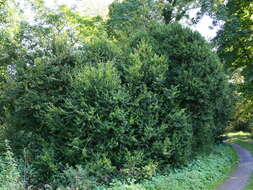 Image of Buxus sempervirens