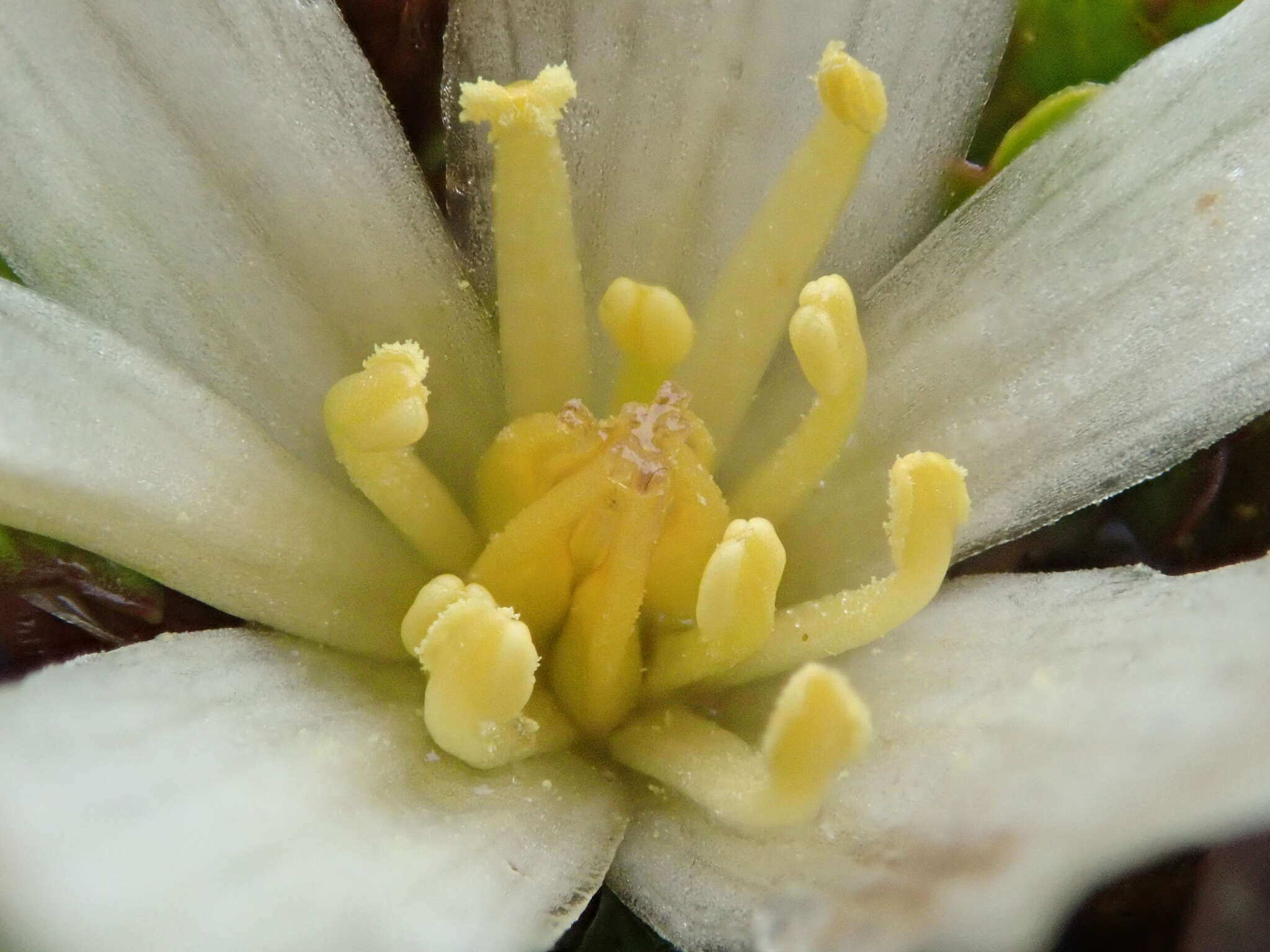 Image of Caltha obtusa Cheesem.