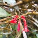 Imagem de Rhododendron malayanum Jack