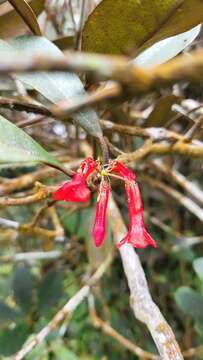 Imagem de Rhododendron malayanum Jack