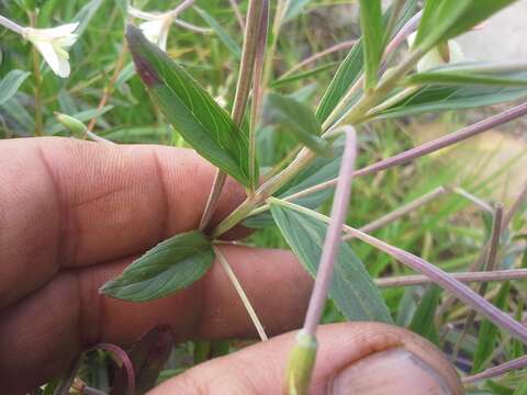 Image of Epilobium salignum Hausskn.