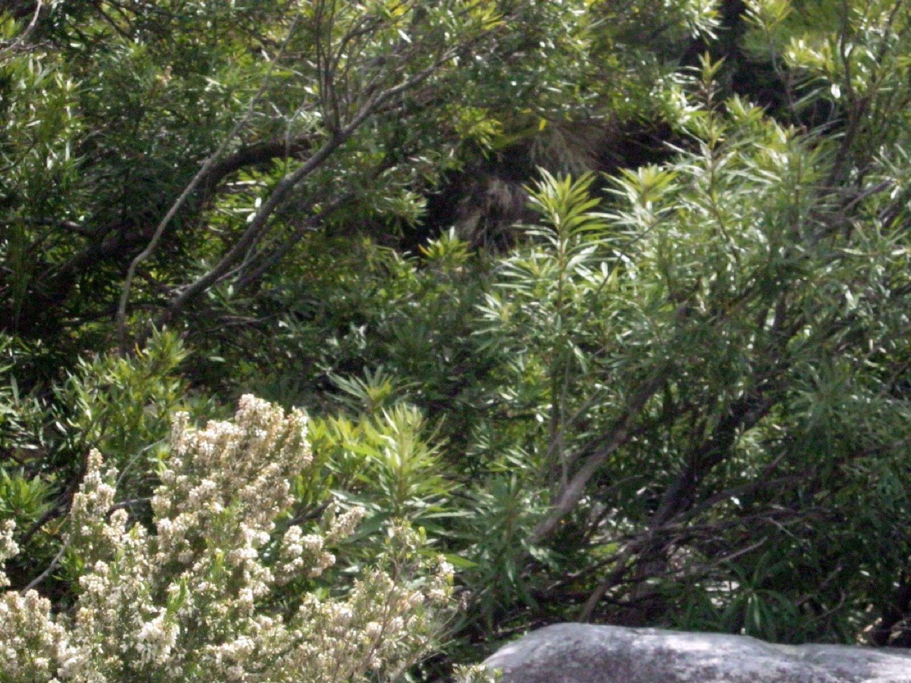 Image of Erica caffra var. caffra