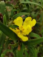 Image of Hibbertia saligna R. Br. ex DC.