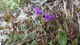 Image of Oxytropis japonica var. sericea Koidz.