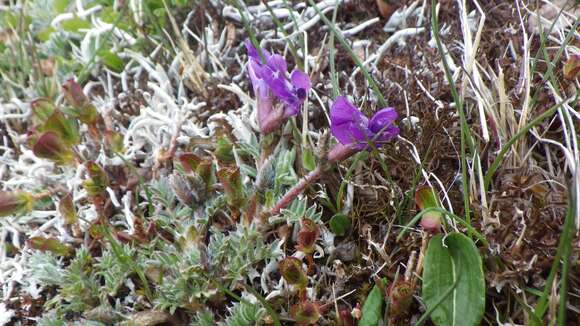 Image of Oxytropis japonica Maxim.