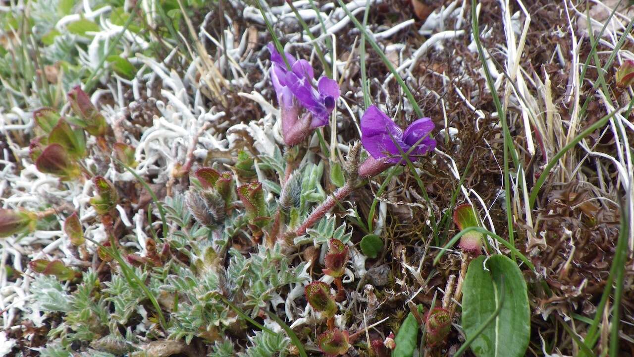 Image of Oxytropis japonica var. sericea Koidz.