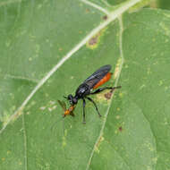 Image of Lampria bicolor (Wiedemann 1828)