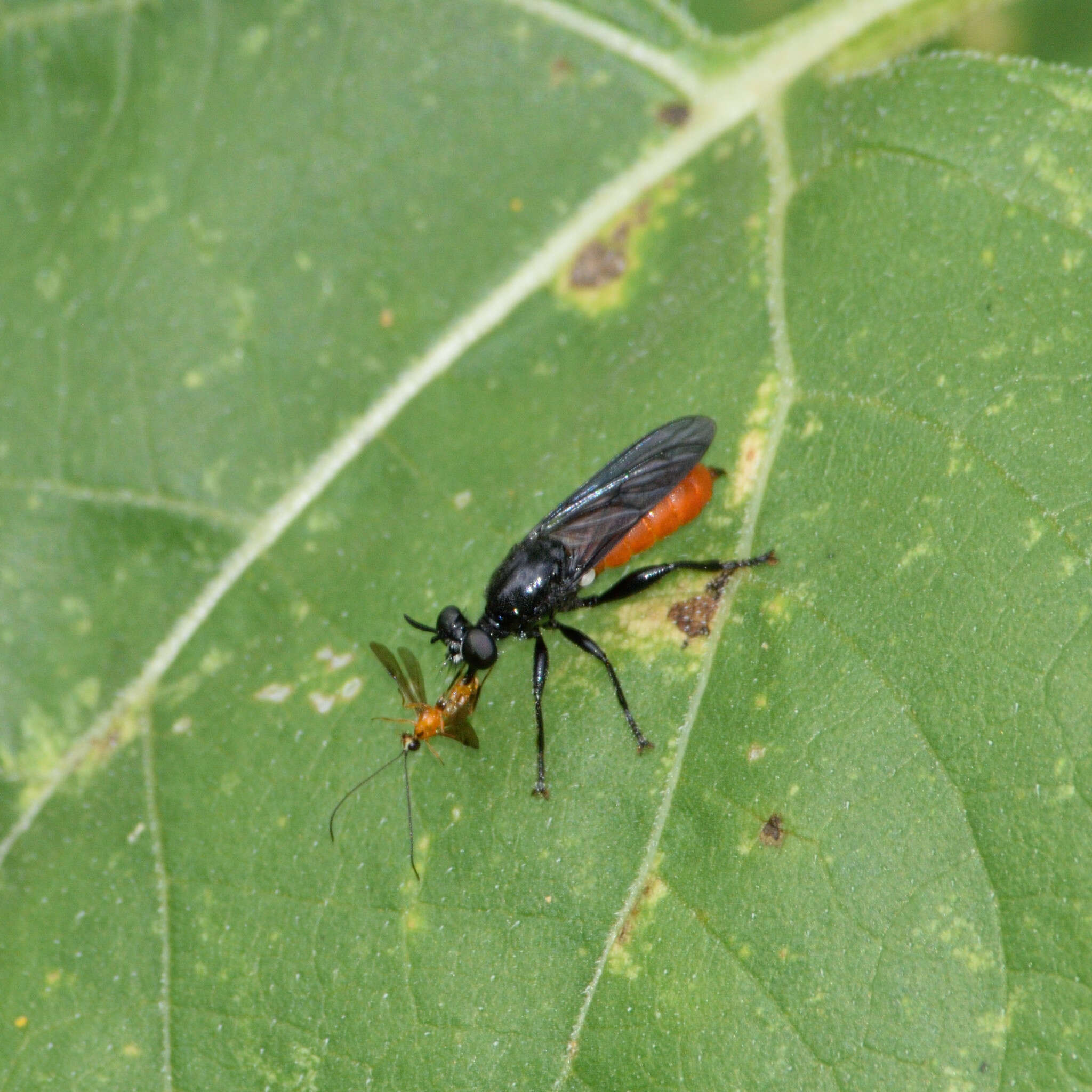 Plancia ëd Lampria bicolor (Wiedemann 1828)