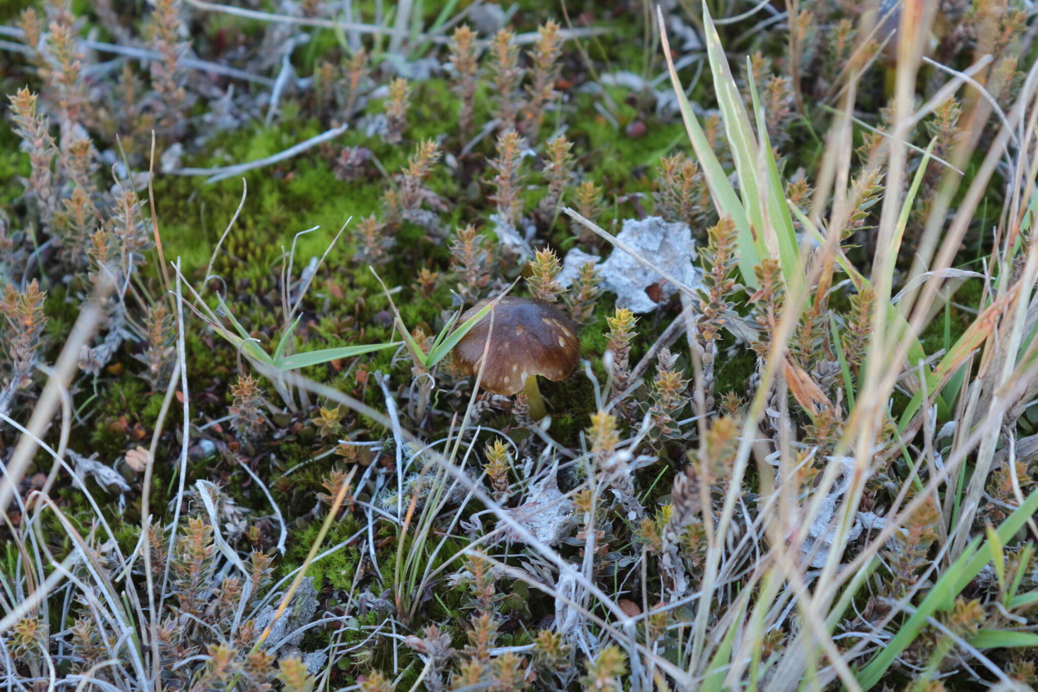 Image of Hygrocybe fuliginata E. Horak 1973