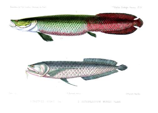 Image of Arapaima