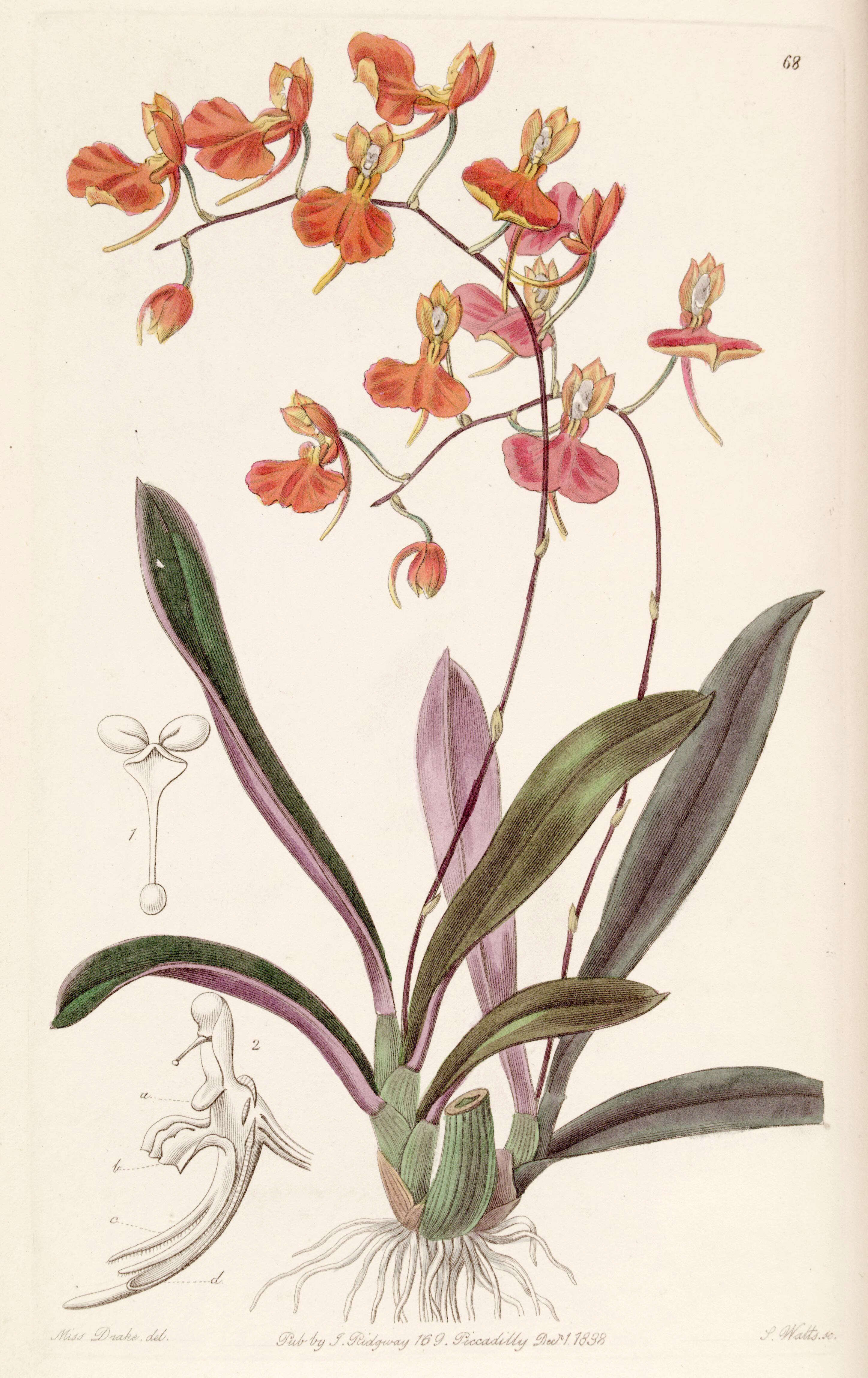 Image of Comparettia coccinea Lindl.