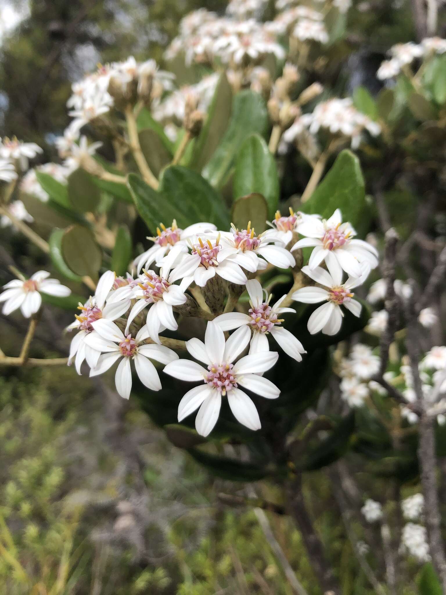 Image of daisy bush