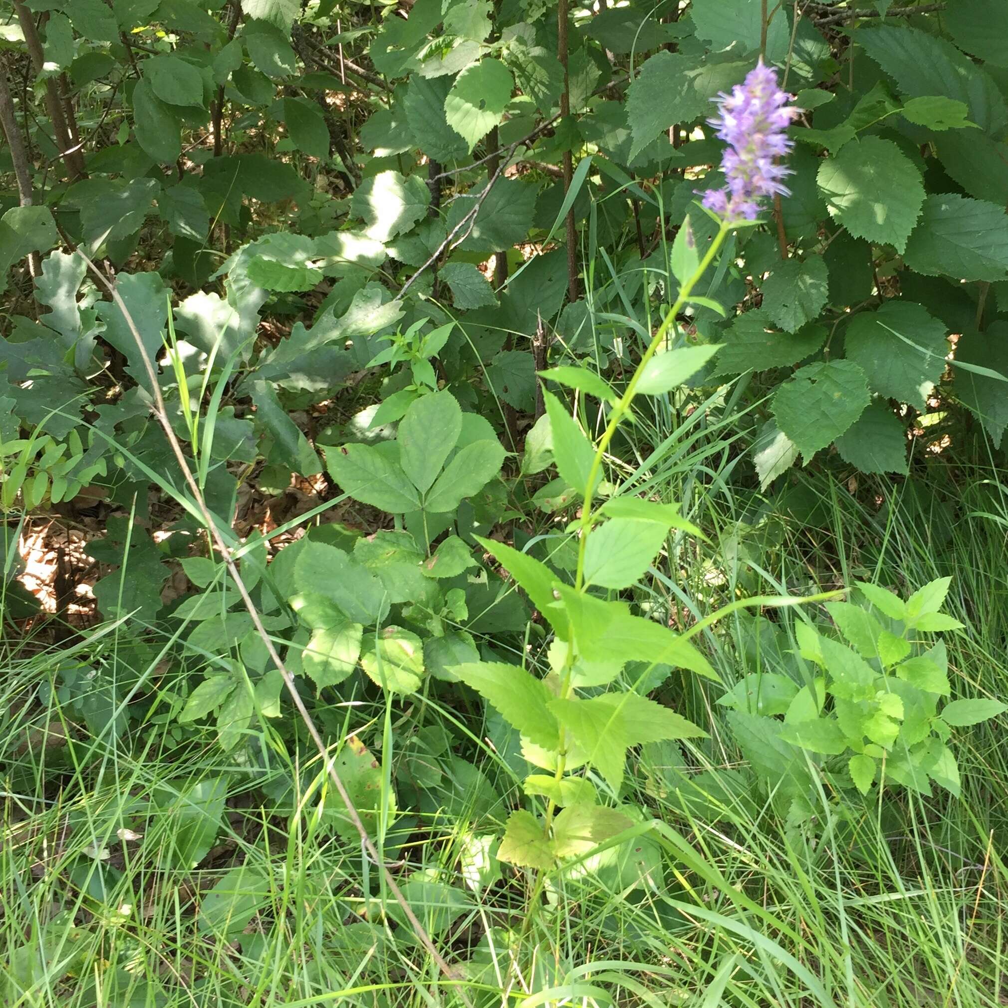 Imagem de Agastache foeniculum (Pursh) Kuntze