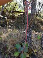 Image of Echeveria gibbiflora DC.