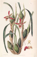 Image of Coconut orchid