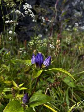 Image of Balsam Mountain Gentian