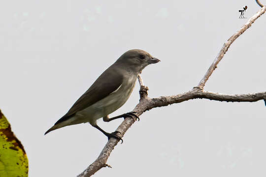 Image of Thick-billed Flowerpecker