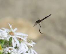 Imagem de Dolichomyia gracilis Williston 1894