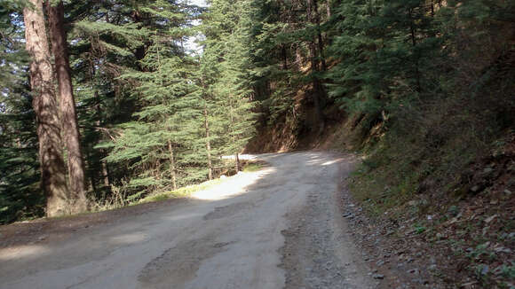 Image of Deodar cedar